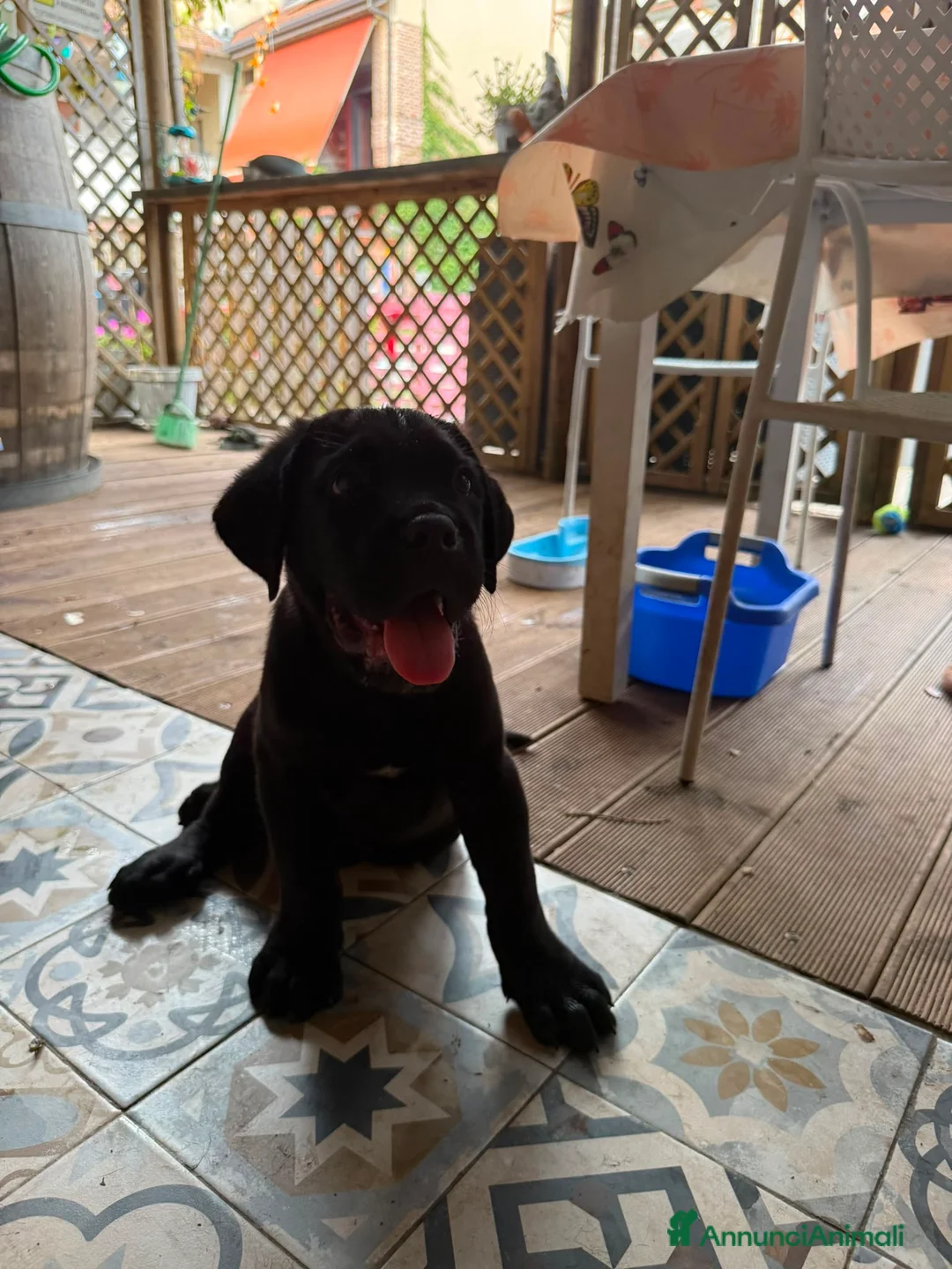 Cane Corso cani in vendita: Cane corso  - Annuncio 2