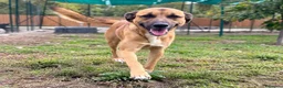 Meticcio cani in regalo: Milo soffre tanto la detenzione  a Provincia di Alessandria - Annuncio 2