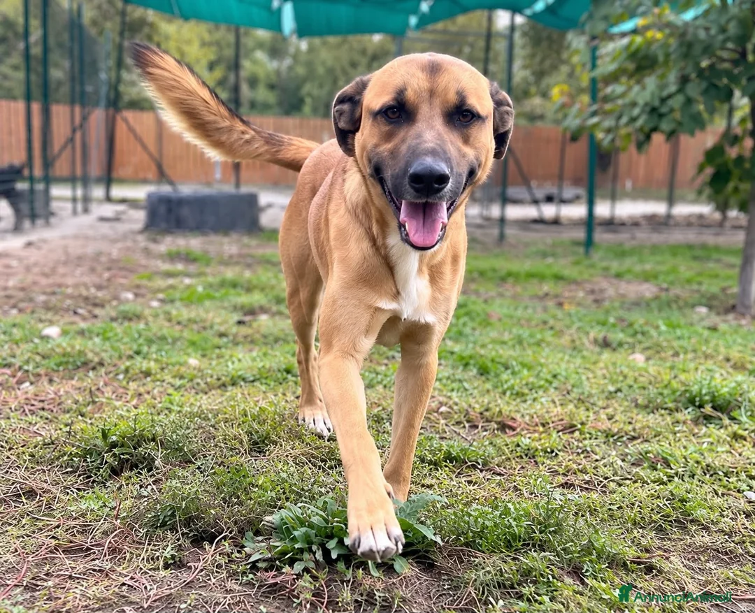 Meticcio cani in regalo: Milo soffre tanto la detenzione  a Provincia di Alessandria - Annuncio 2