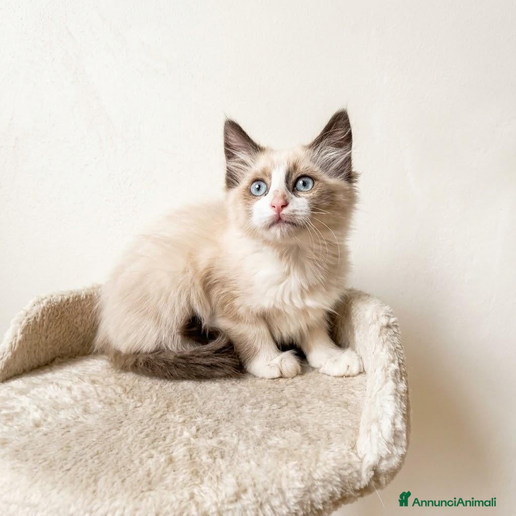 Altre razze gatti Gattini Mix norvegese ( pelo lungo)  - Annuncio 13