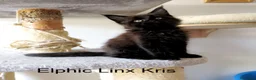 Maine Coon gatti in vendita: Magnifici Cuccioli di Maine Coon disponibili - Annuncio 6