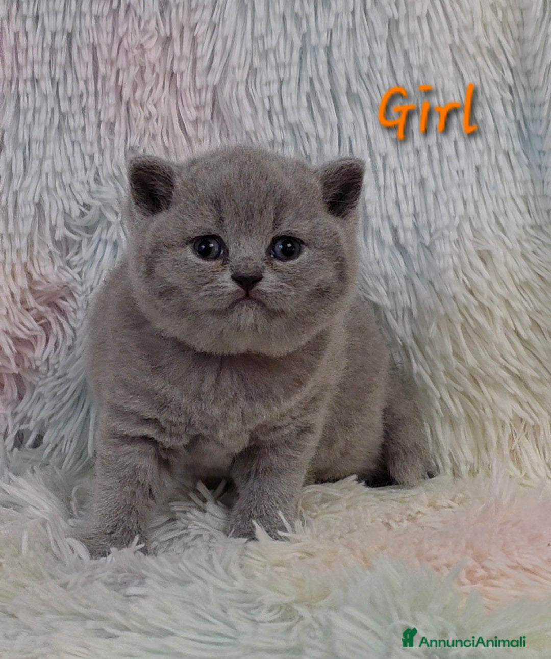 British gatti in vendita: Cucciole British shorthair  - Annuncio 10