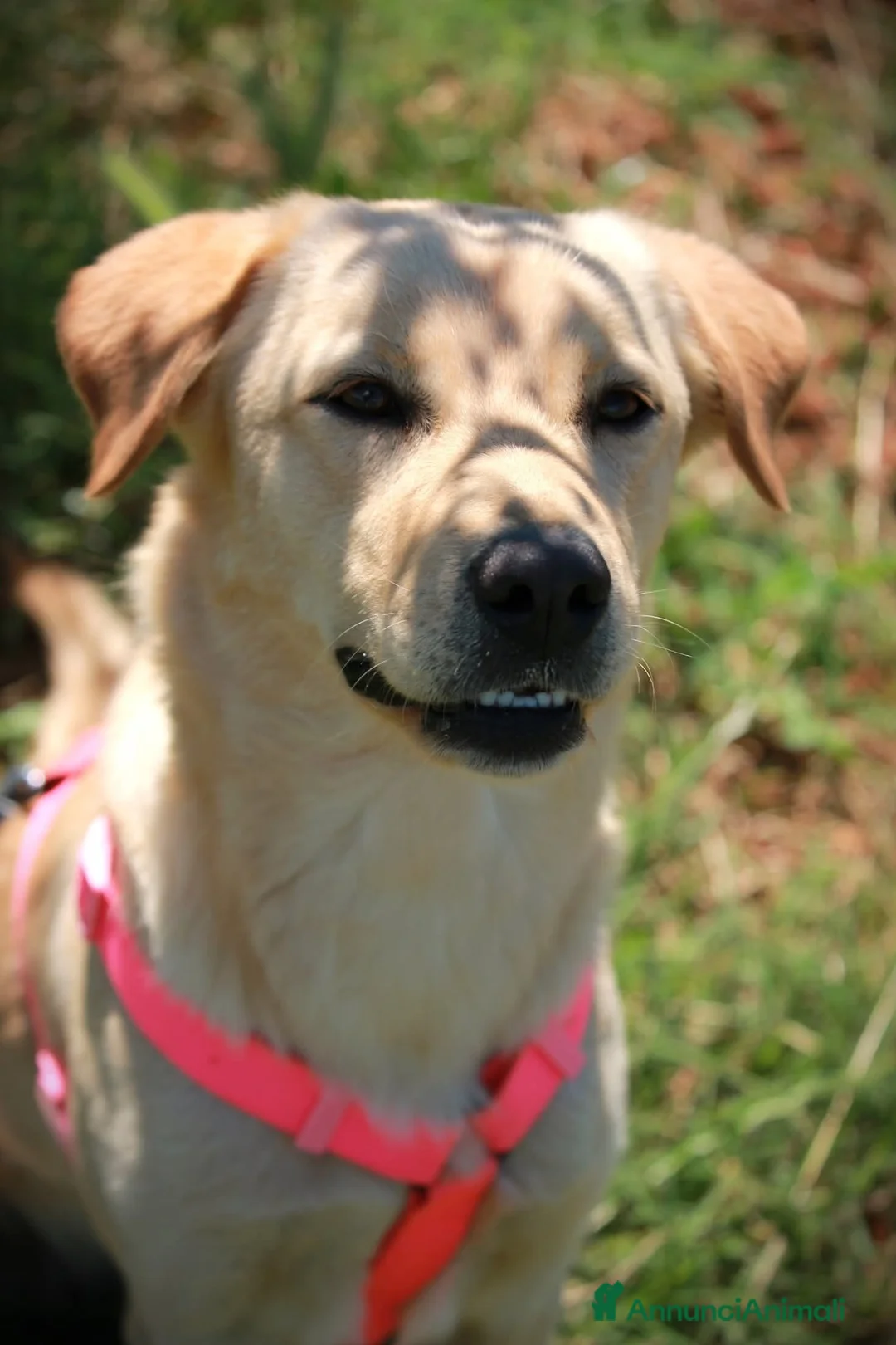 Meticcio cani in regalo: ✨ Venerdì ✨ - Annuncio 1