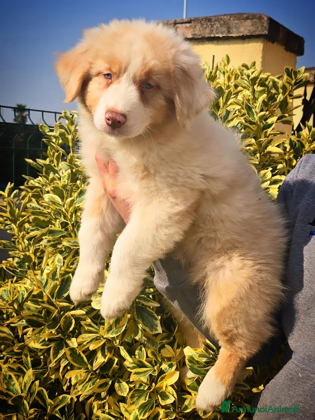 Australian Shepherd cani in vendita: cuccioli pastore australiano pedigree enci/fci - Annuncio 23