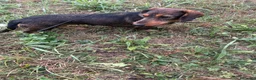 Bassotto cani in vendita: Bassotto tedesco a pelo forte a Provincia di Cuneo - Annuncio 2