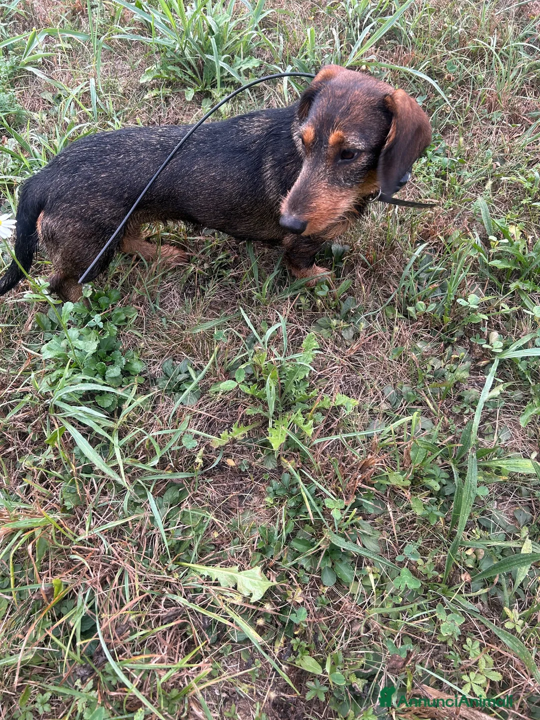 Bassotto cani in vendita: Bassotto tedesco a pelo forte a Provincia di Cuneo - Annuncio 2