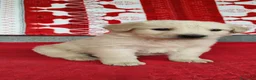 Meticcio cani in regalo: Dante cucciolo simil Labrador a Città metropolitana di Roma Capitale - Annuncio 3