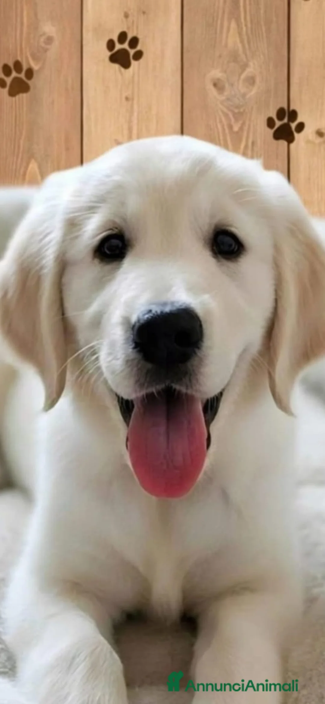Golden Retriever cani in vendita: Golden retriever - Annuncio 3