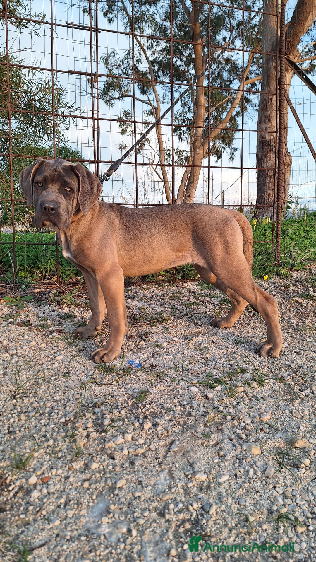 Cane Corso cani in vendita: Cane Corso - Annuncio 7