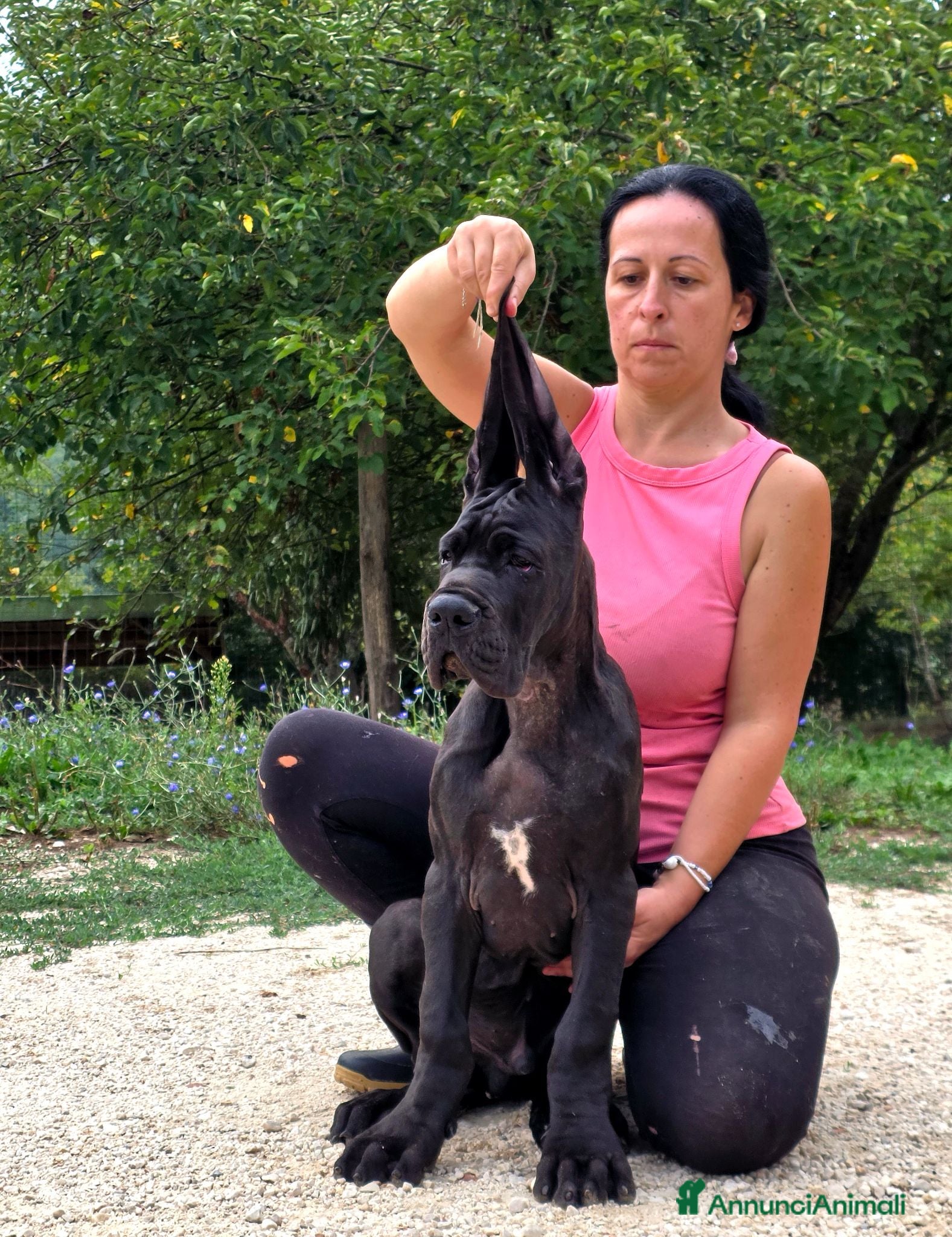 Alano cani Alani cucciolo nero  - Annuncio 16