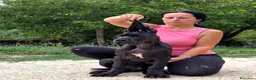 Alano cani in vendita: Alani cucciolo nero  - Annuncio 1