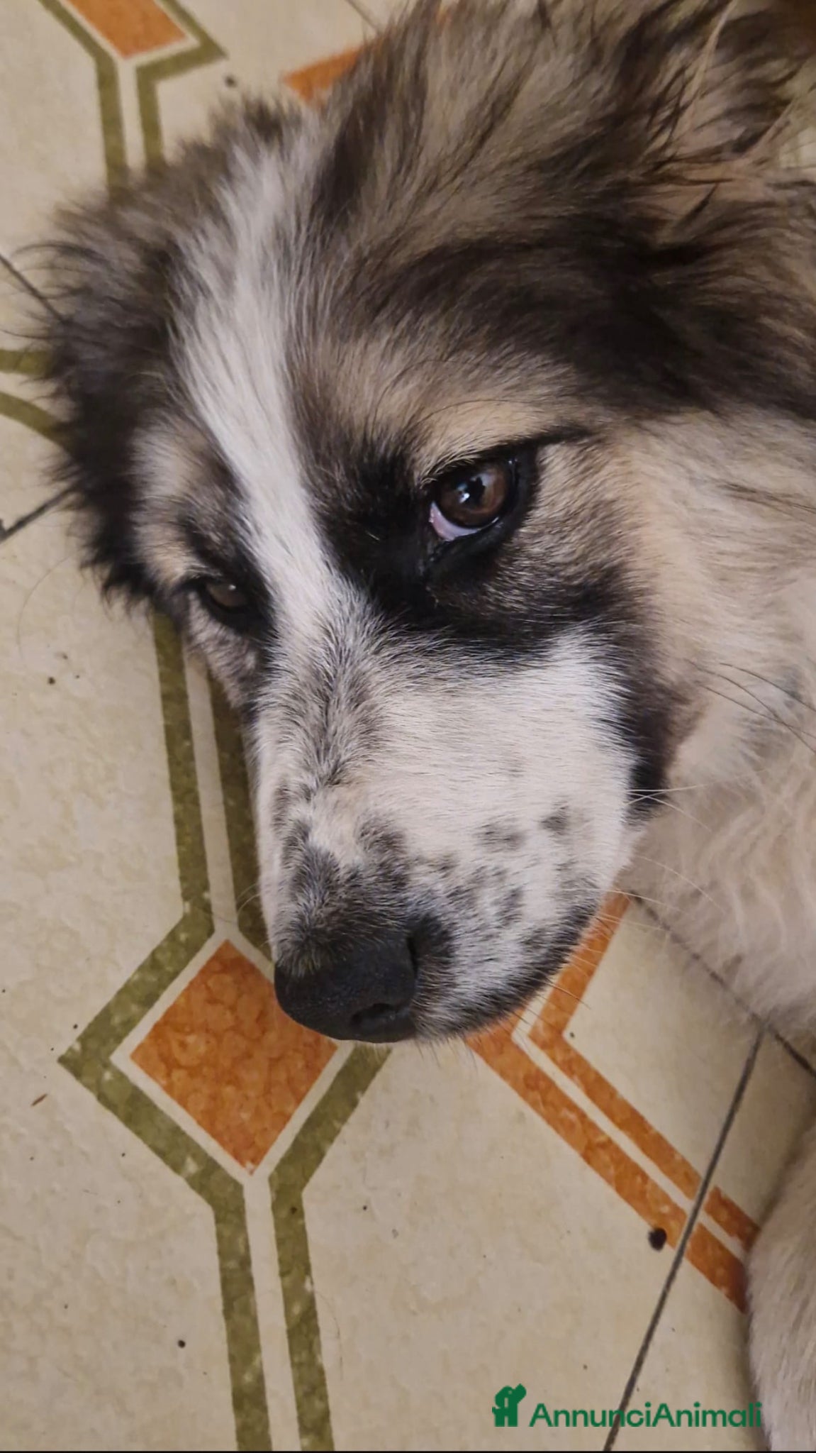 Bearded Collie cani Maya 4 mesi di dolcezza  - Annuncio 2