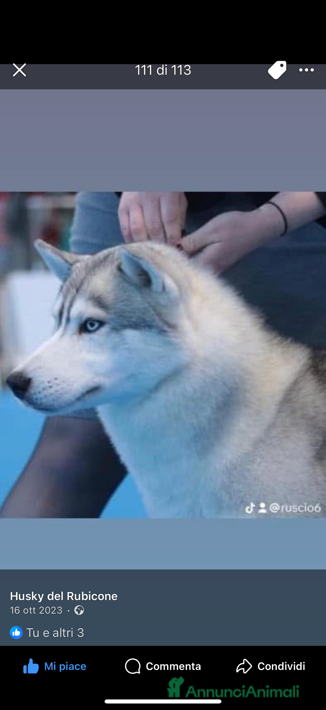 Husky cani per accoppiamento: Husky Siberiano con pedigree cerca fidanzata - Annuncio 11
