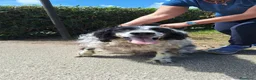 Setter Irlandese cani in regalo: ADOZ.DEL💔: X 7 anni MAI USCITO DAL BOX!!!!! - Annuncio 1