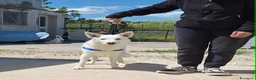 Meticcio cani in regalo: Erik in adozione - Annuncio 2