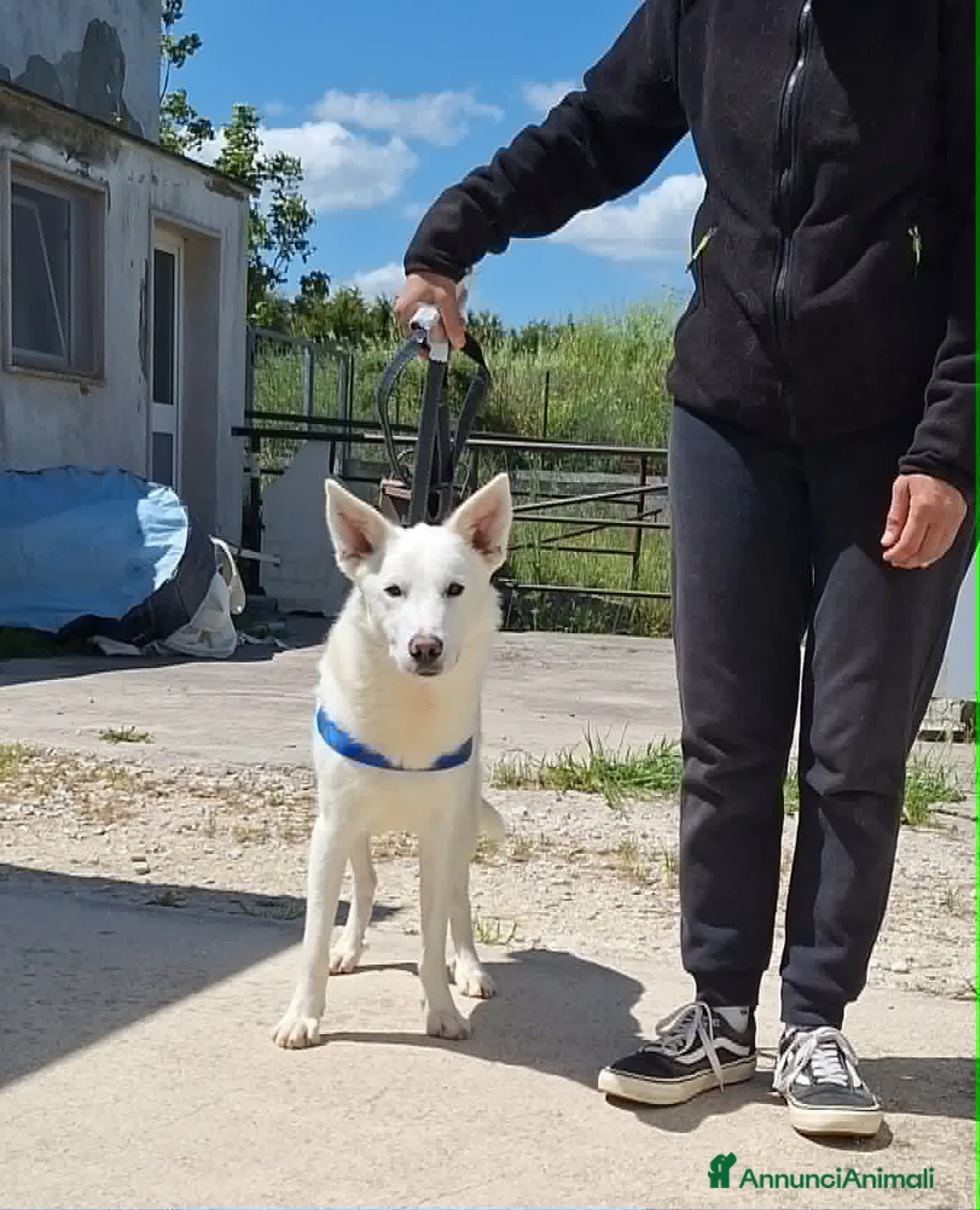 Meticcio cani in regalo: Erik in adozione - Annuncio 2
