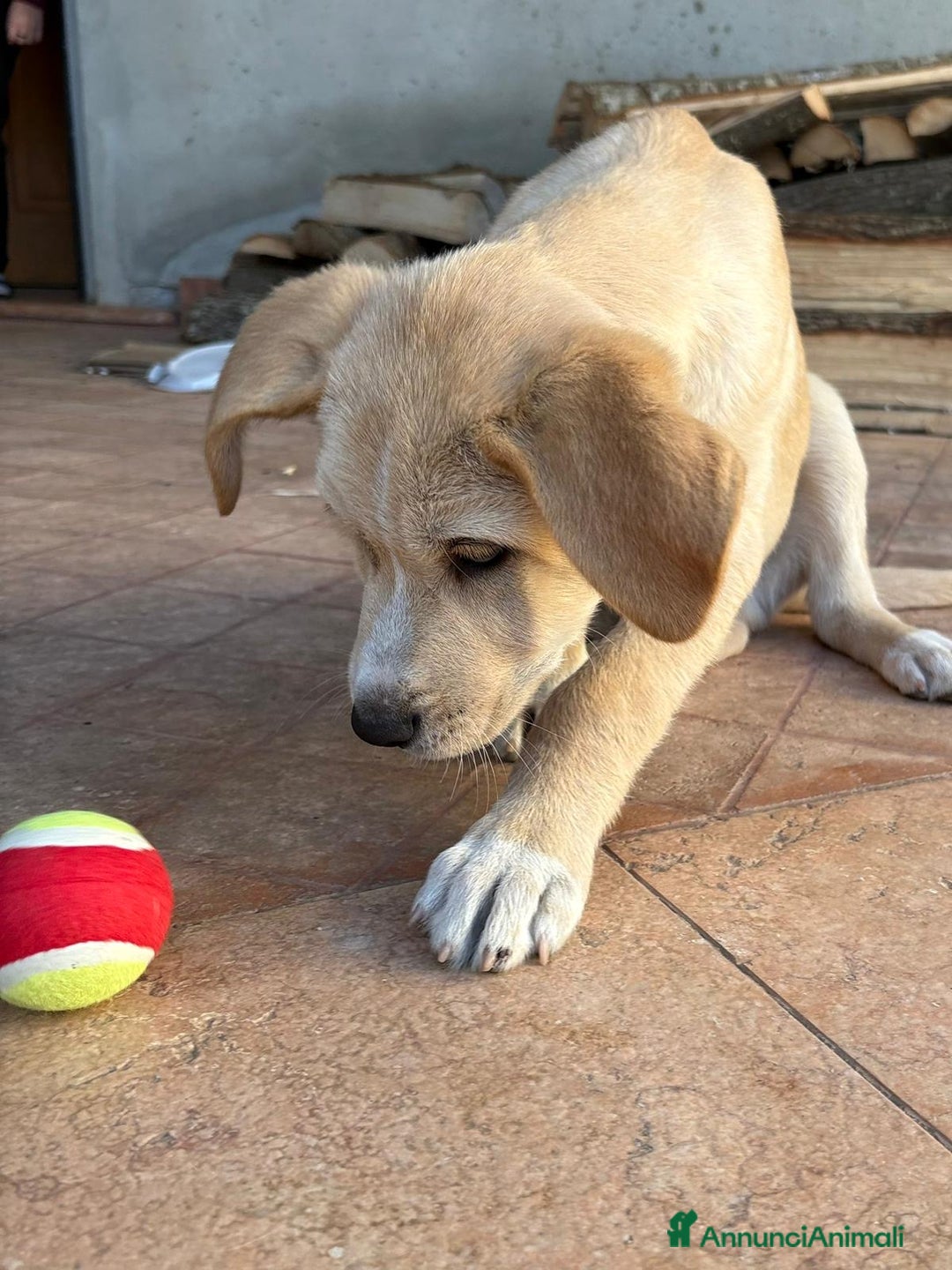 Meticcio cani in regalo: WILSON 💙 - cucciolo pastore, cerca una mamma 🥺 - Annuncio 4