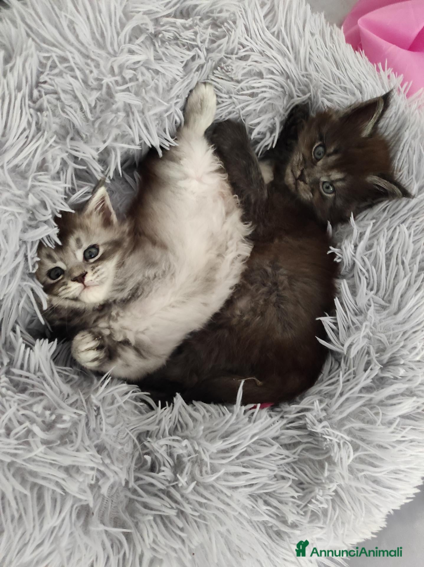 Maine Coon gatti MAINE COON CON PEDIGREE:PERCORSO DI ADOZIONE ETICO - Annuncio 4