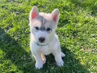 Husky cani Magnifico cucciolo di Siberian Husky a Provincia di Cuneo - Annuncio 21