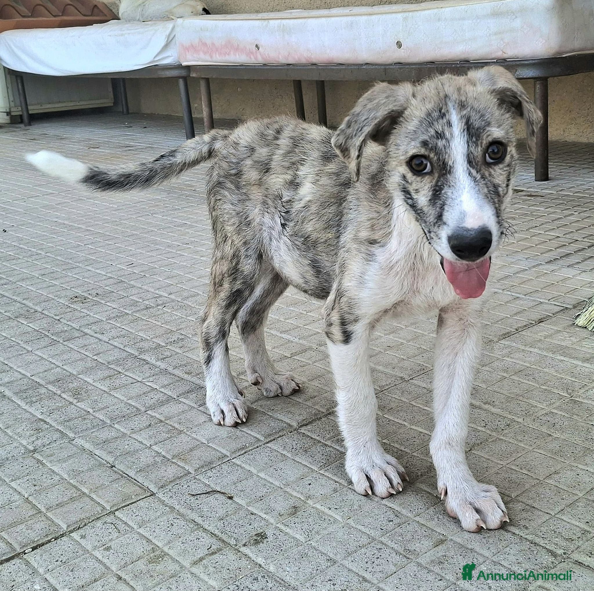 Meticcio cani in regalo: Silver 2 mesi taglia media  - Annuncio 3