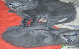Certosino gatti in vendita: STALLONO GATTO CERTOSINO X MONTA - Immagine 5