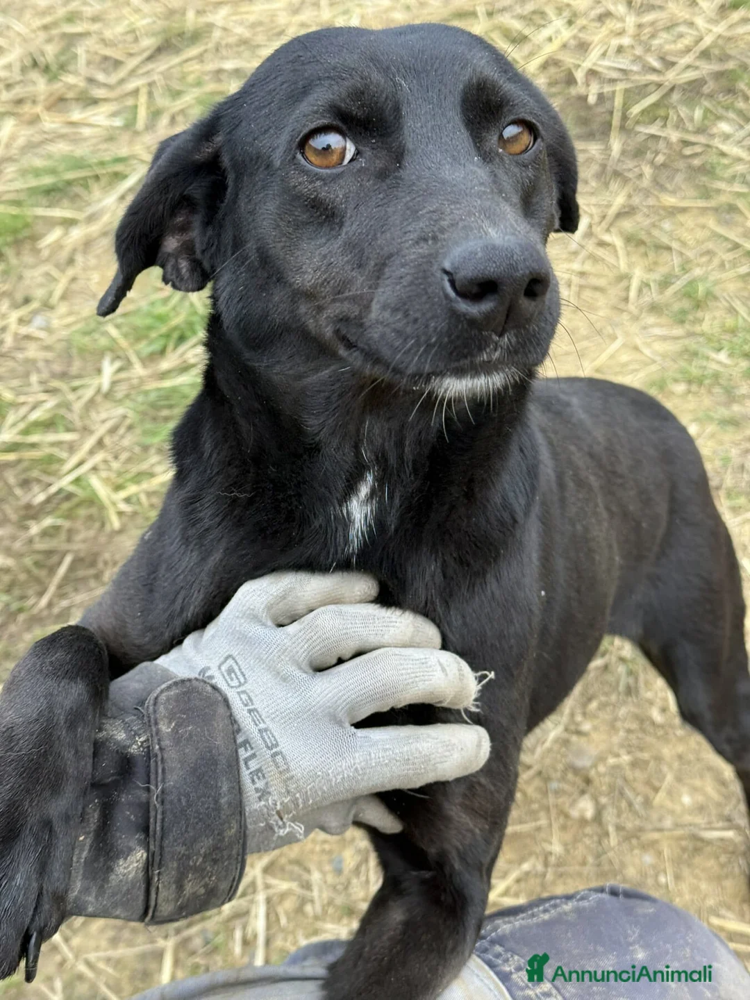 Meticcio cani in regalo: ZARA, in canile è tristissima! Aiutiamola! - Annuncio 5