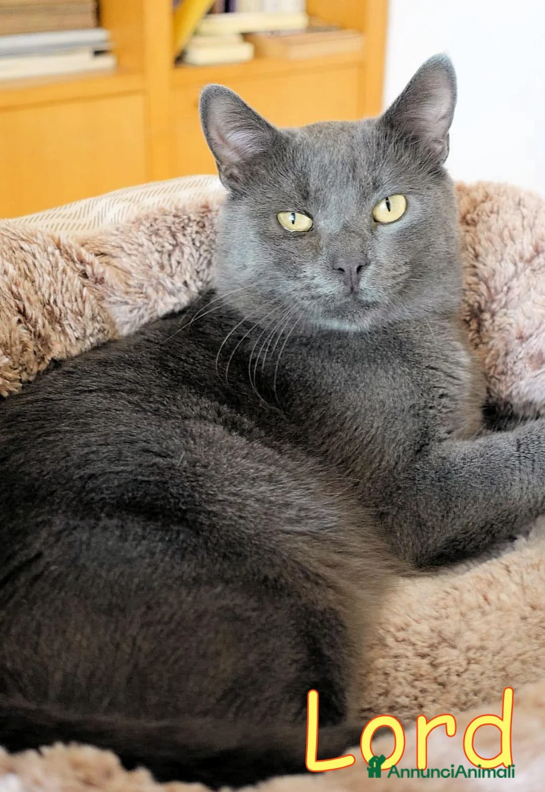 Europeo gatti in regalo: LORD DOLCISSIMO GATTINO SIMIL CERTOSINO a Città metropolitana di Milano - Annuncio 1