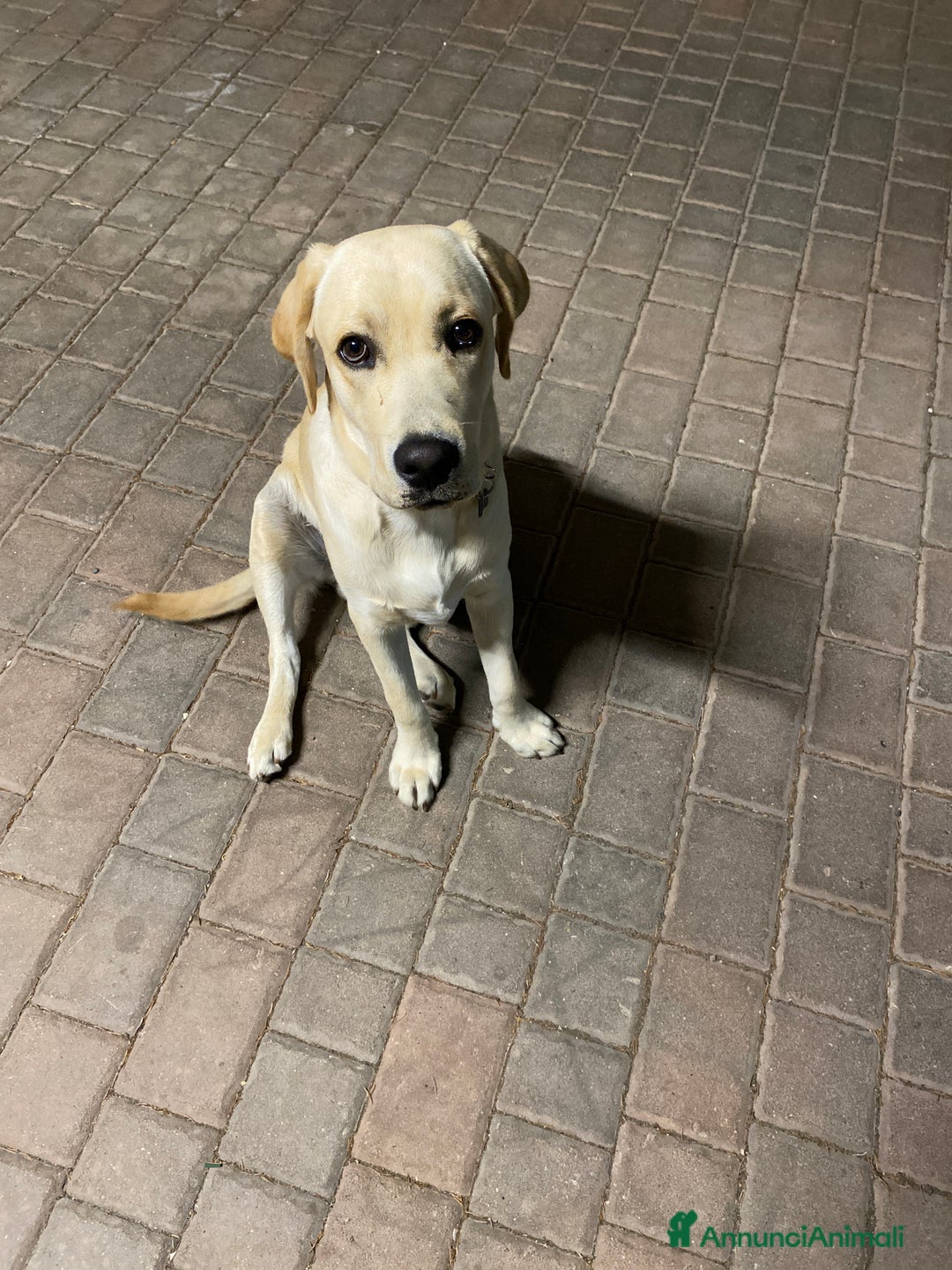 Golden Retriever cani in vendita: Labrador retriever  - Annuncio 2