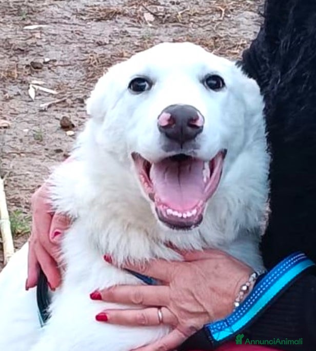 Meticcio cani Cucciolo 6 mesi vaccinato tg medio grande - Annuncio 1