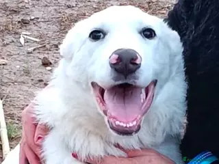 Meticcio cani Cucciolo 6 mesi vaccinato tg medio grande - Annuncio 34