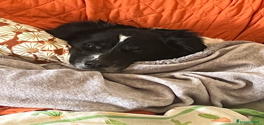 Immagine della galleria {{count}}