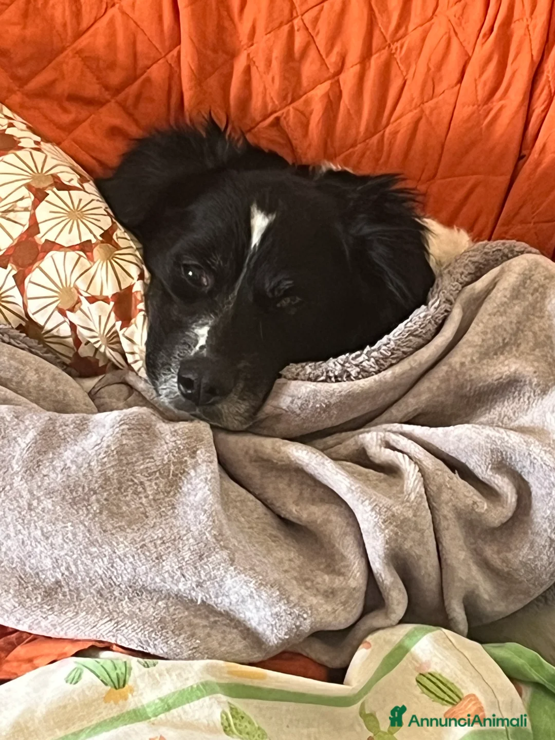 Immagine della galleria {{count}}