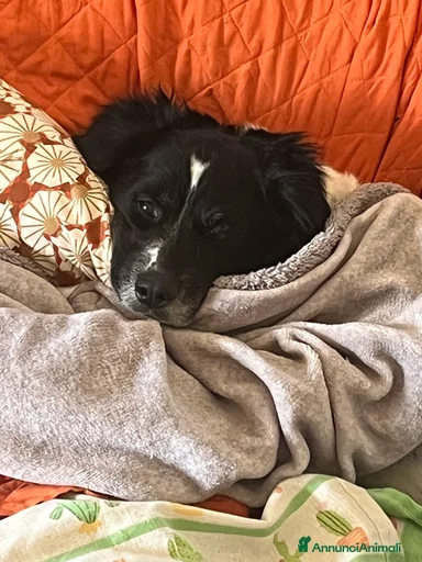 Immagine della galleria {{count}}