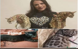 Bengala gatti in vendita: Gatto bengala  a Città metropolitana di Roma Capitale - Immagine 10