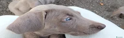 Weimaraner cani in vendita: Cuccioli Weimaraner - Annuncio 6