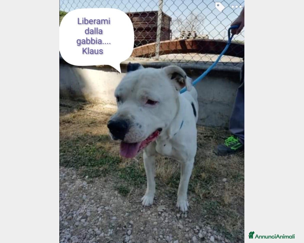Meticcio cani Adozione urgente per il dolce Klaus  a Roma - Annuncio 29