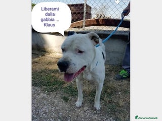 Meticcio cani Adozione urgente per il dolce Klaus a Roma - Annuncio 15