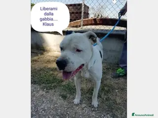 Meticcio cani Adozione urgente per il dolce Klaus a Roma - Annuncio 19