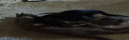 Meticcio gatti in regalo: Regalo gattini  - Annuncio 2