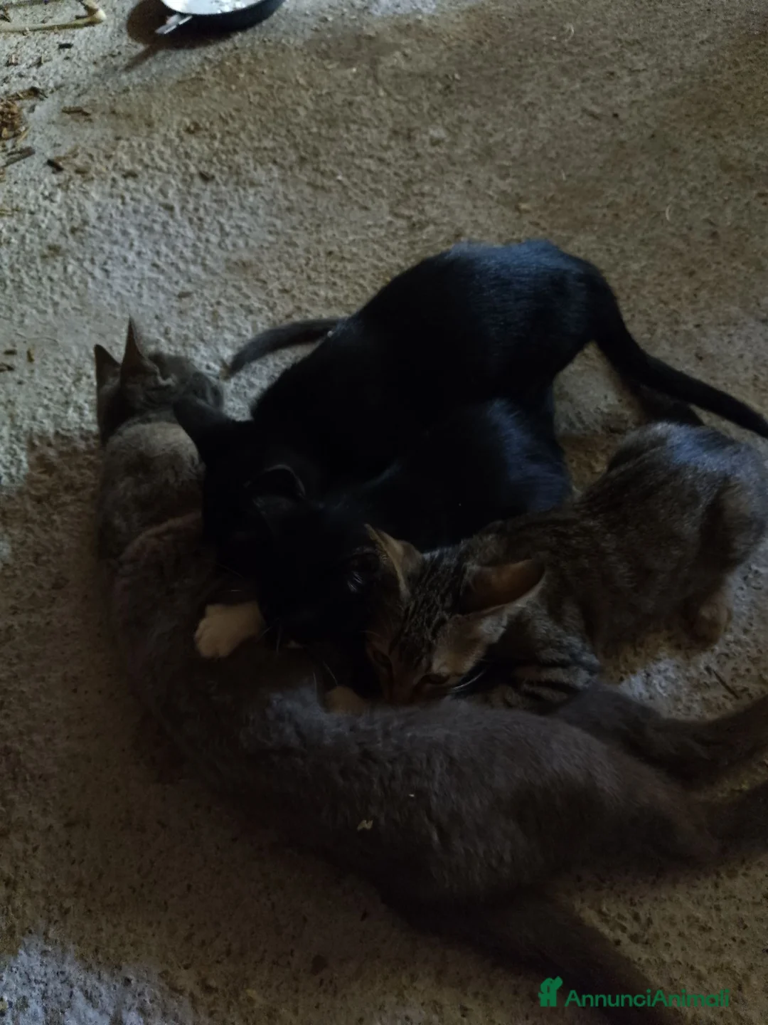 Meticcio gatti in regalo: Regalo gattini  - Annuncio 2