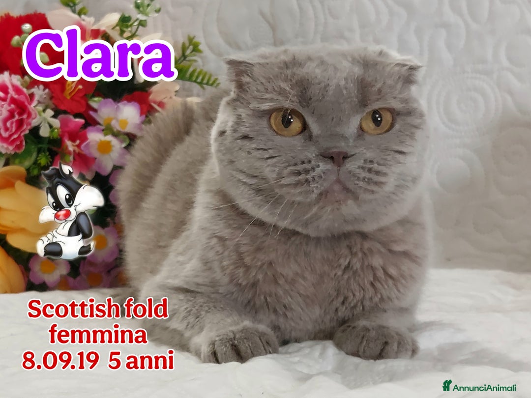 Scottish gatti in vendita: Scottish Straight Chocolat  a Città metropolitana di Roma Capitale - Immagine 7
