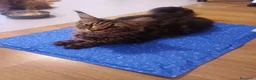 Maine Coon gatti in vendita: Cucciola tigrata Maine coon  - Annuncio 2