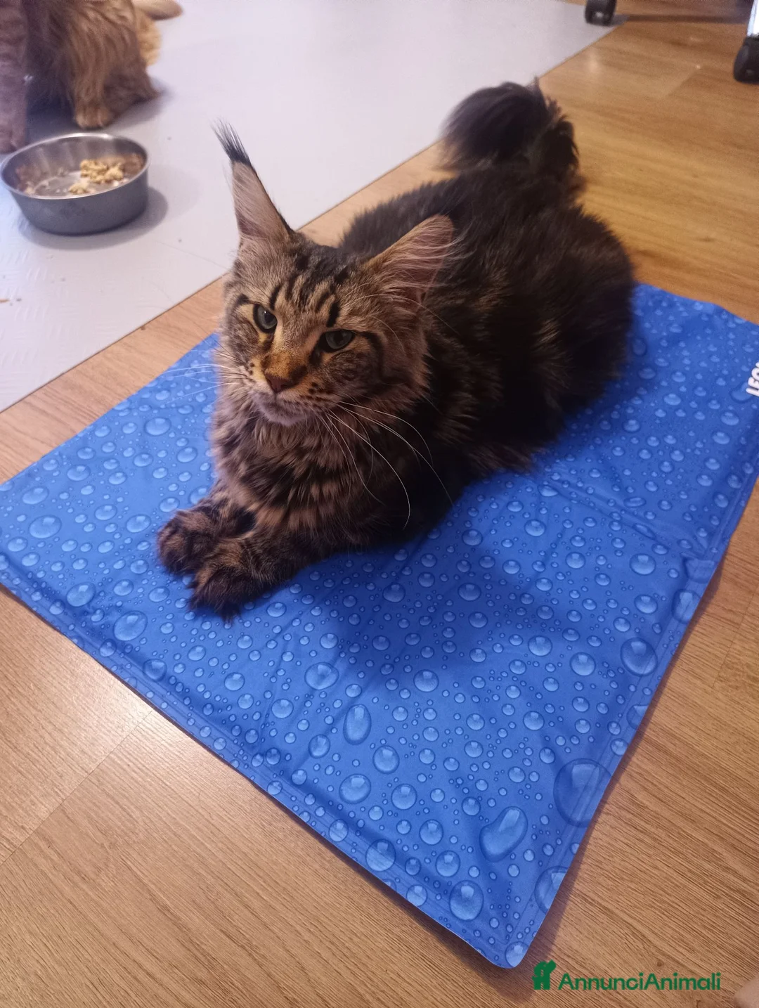 Maine Coon gatti in vendita: Cucciola tigrata Maine coon  - Annuncio 2