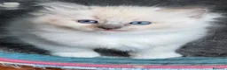 Ragdoll gatti in vendita: Ragdoll - Annuncio 1