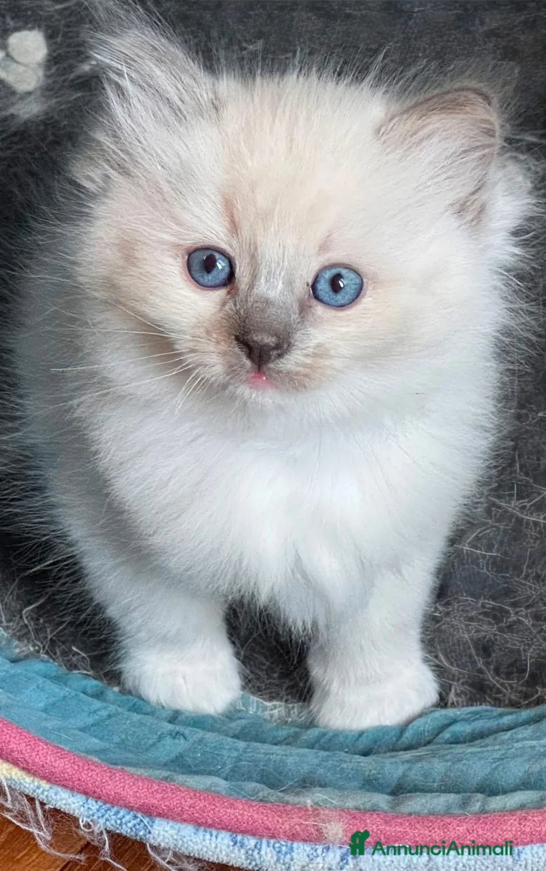 Ragdoll gatti in vendita: Ragdoll - Annuncio 1