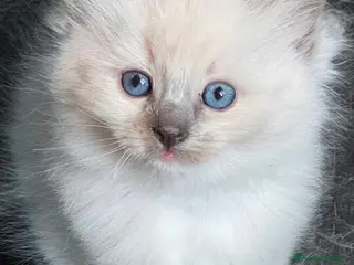 Ragdoll gatti Ragdoll - Annuncio 1