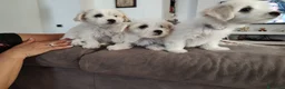 Maltese cani in vendita: Gubbio Rimaste 3 maltesi femmine  a Provincia di Perugia - Annuncio 5