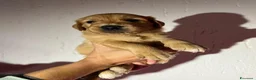 Golden Retriever cani in vendita: Cuccioli Golden Retriever con Pedigree ENCI - Annuncio 3