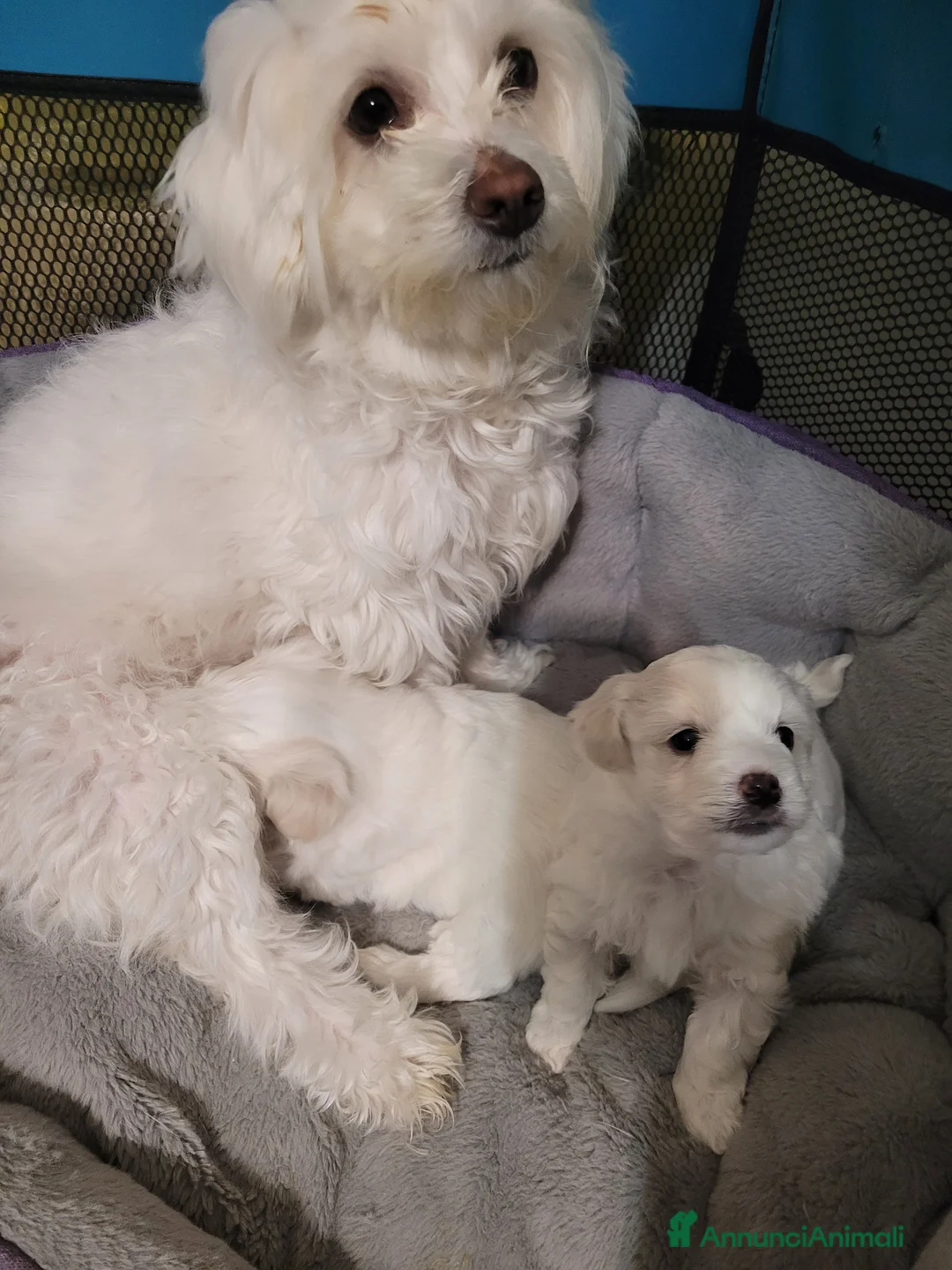 Maltese cani in vendita: Cercano casa - Annuncio 1