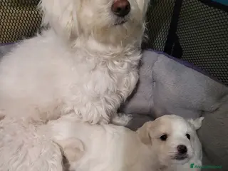 Maltese cani Cercano casa - Annuncio 1